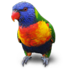 Jubler Icon