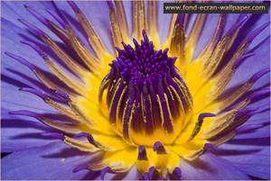 Flower Wallpaper 1024 Screenshot